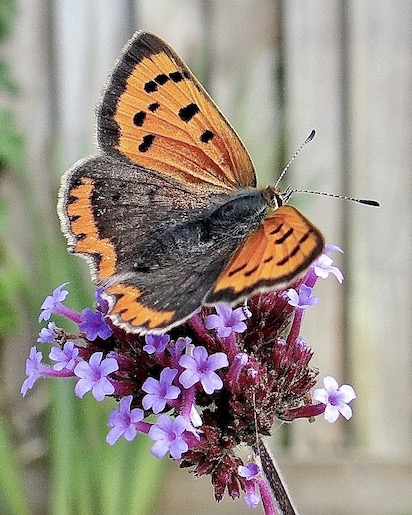 small copper